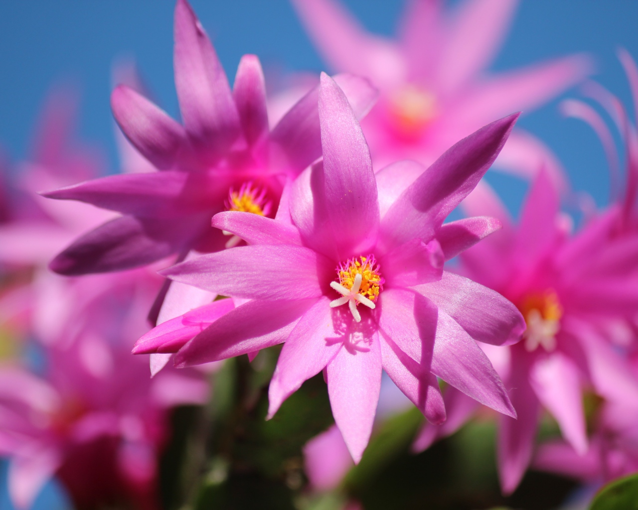 Розовые цветы рождественника крупным планом 