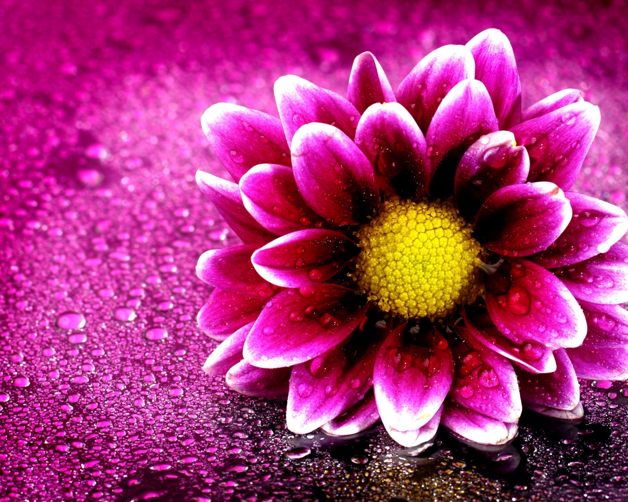 Розовый цветок хризантемы на розовом фоне