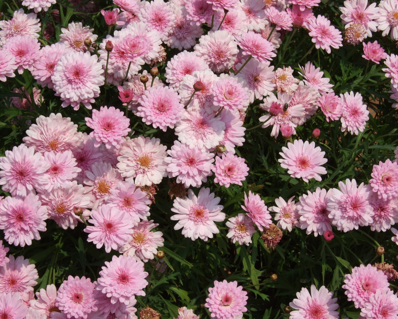 Розовые цветы хризантемы на клумбе крупным планом