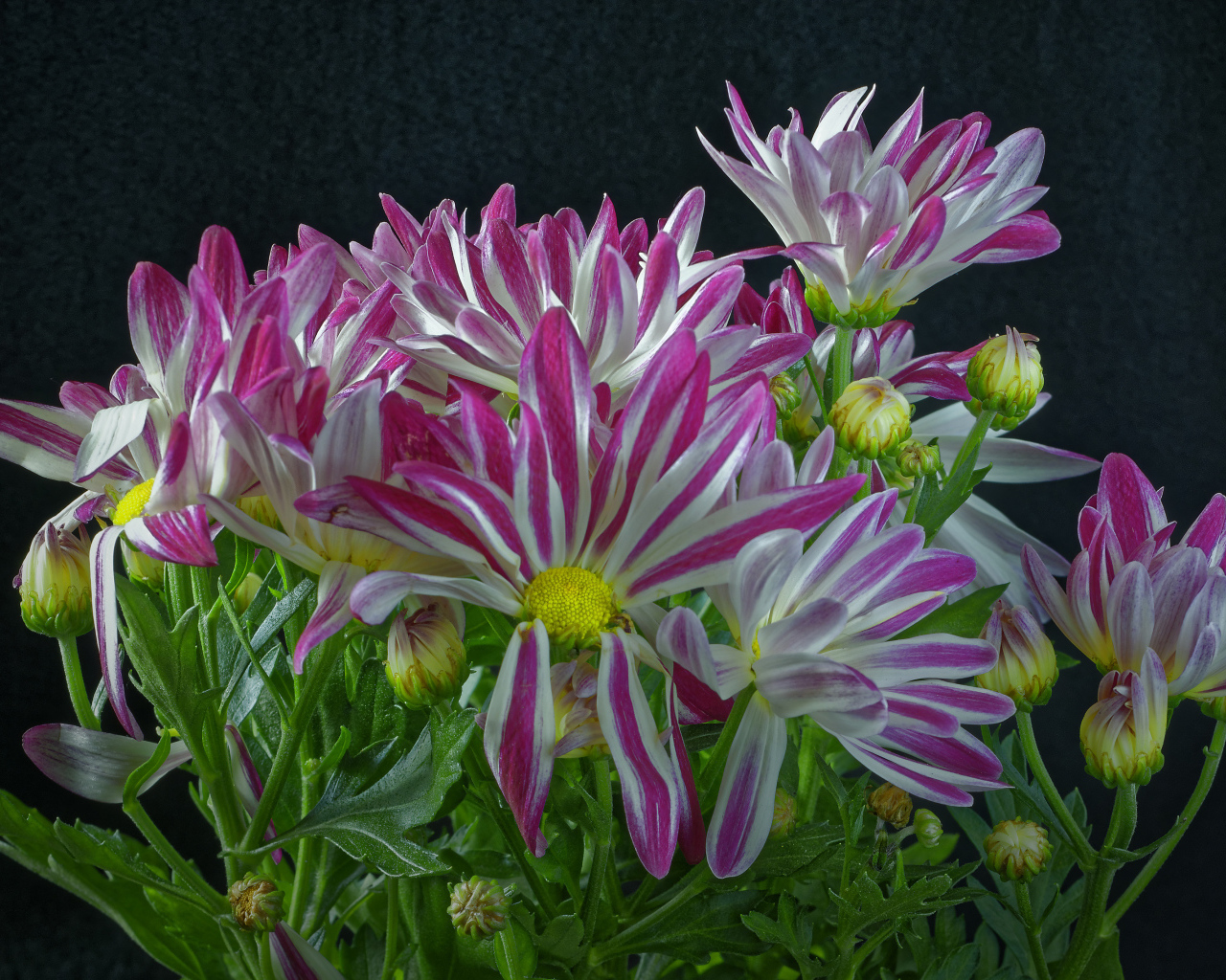 Розовые цветы хризантем с зелеными листьями на черном фоне