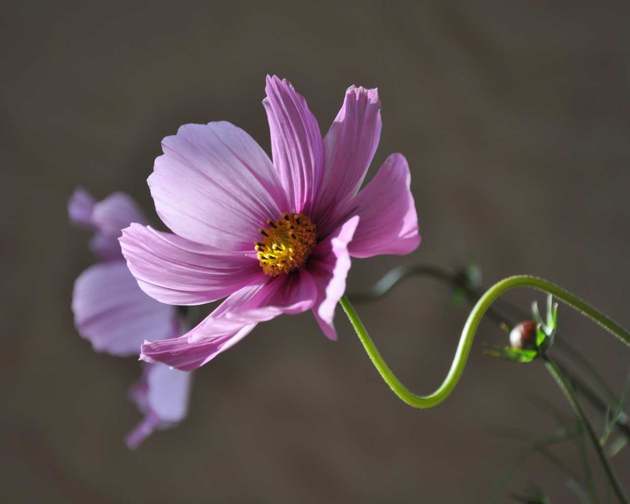 Розовый цветок космея в лучах солнца крупным планом