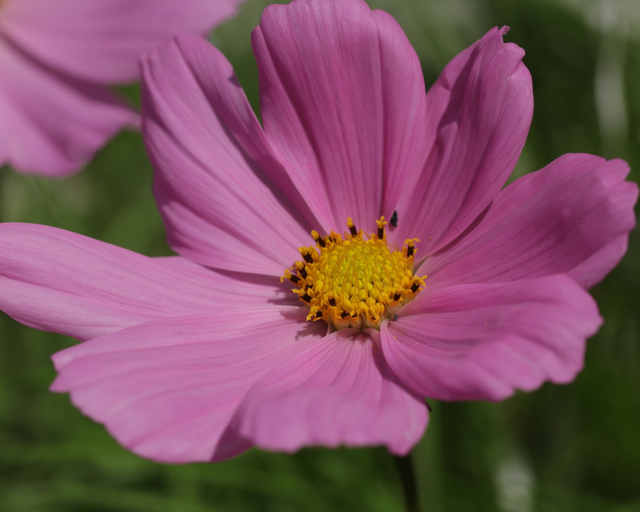 Розовый цветок космеи крупным планом