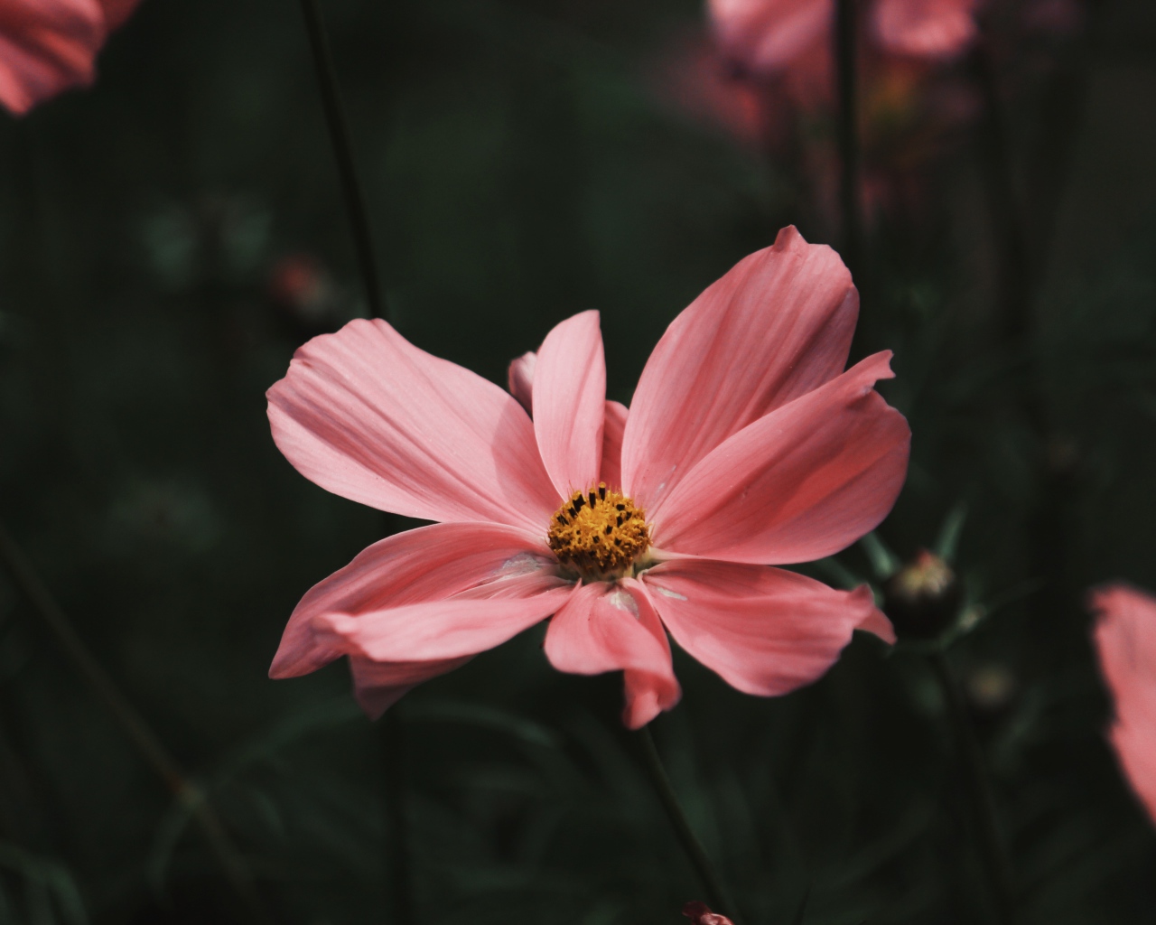 Розовый цветок космеи с бутонами крупным планом