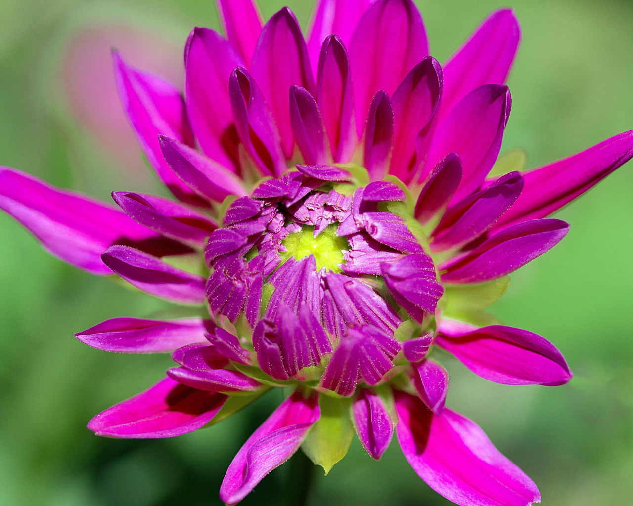 Розовый цветок георгины распускается 