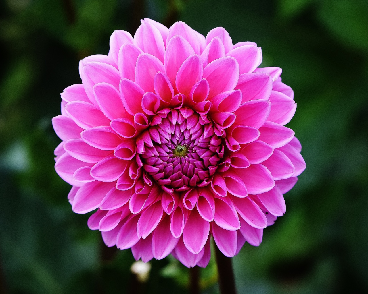 Розовый цветок георгины крупным планом