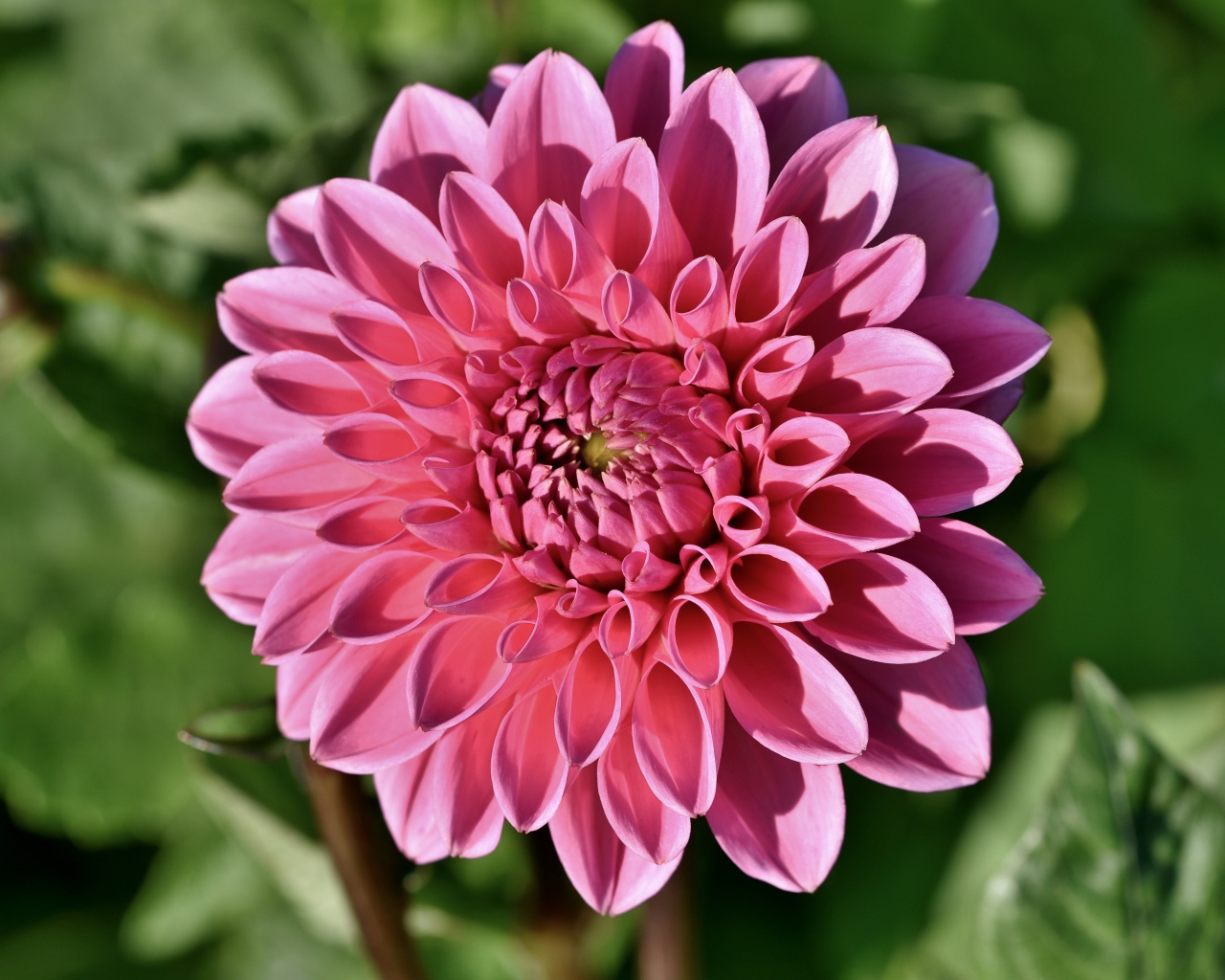 Розовый цветок георгины в лучах солнца на клумбе