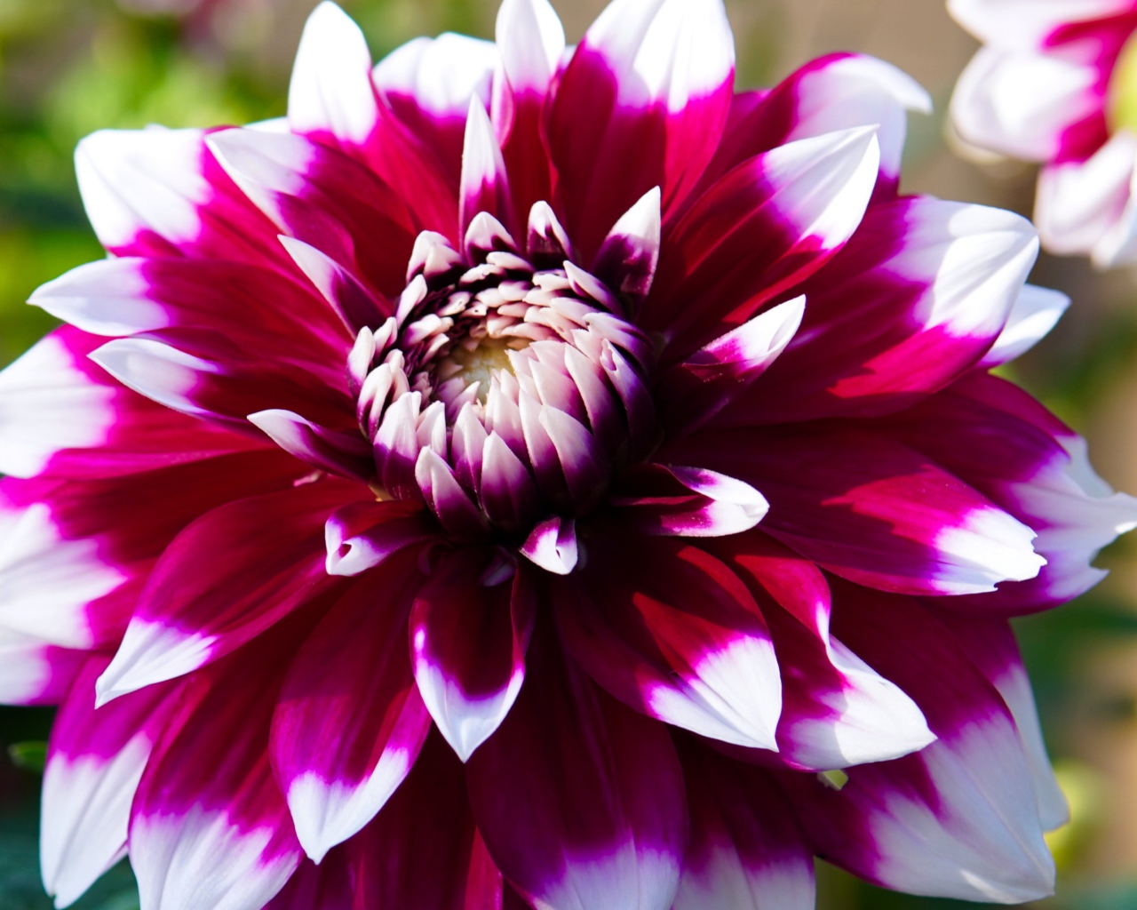 Розовая георгина с белыми лепестками крупным планом