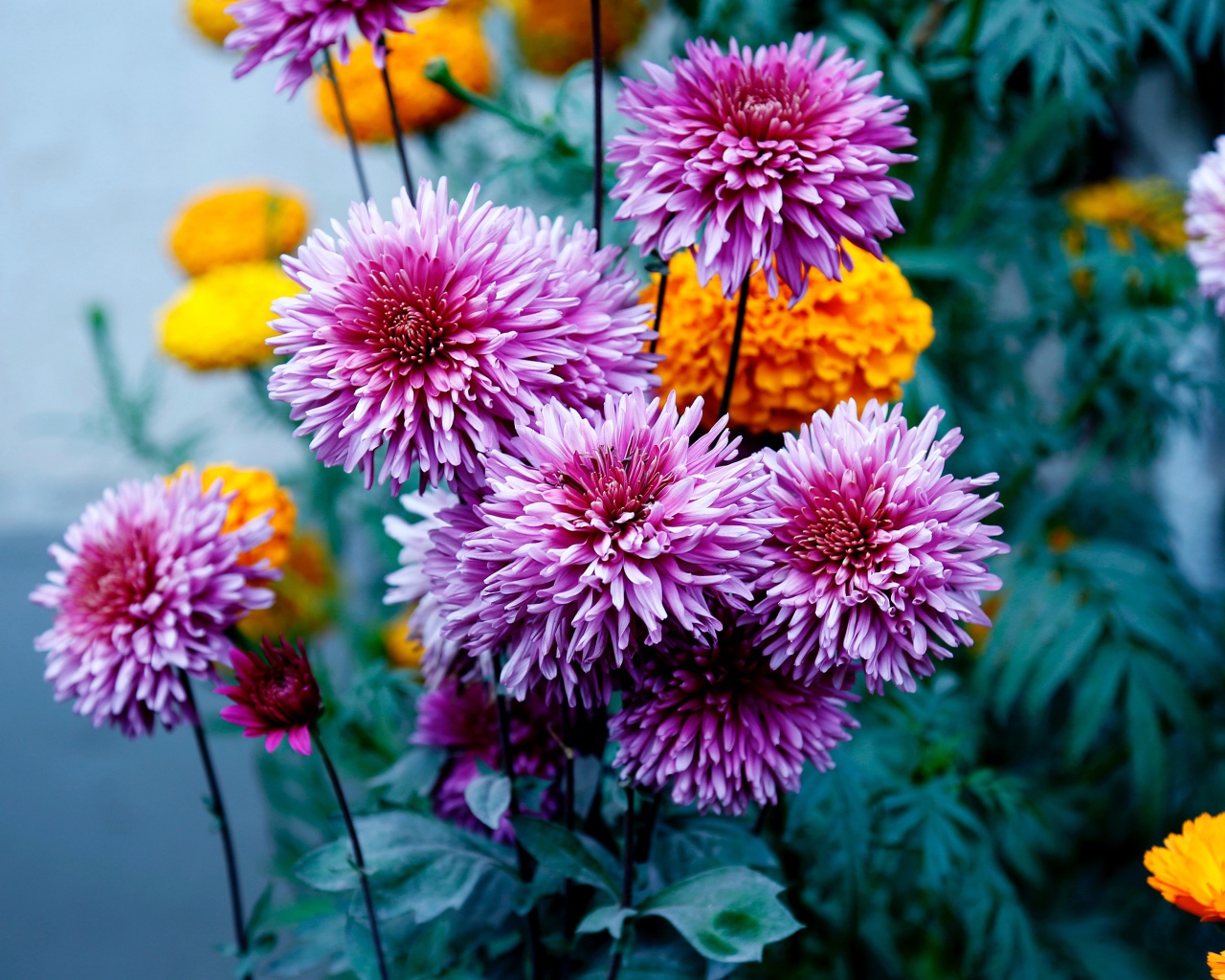 Розовые георгины с бархатцами на клумбе 