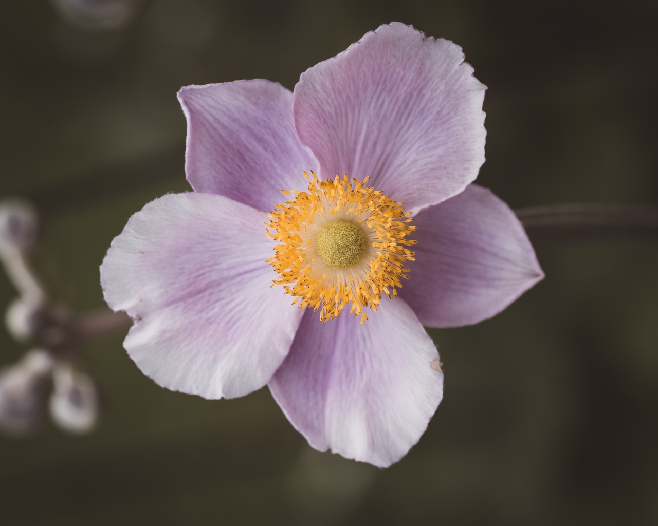 Розовый нежный цветок анемона крупным планом