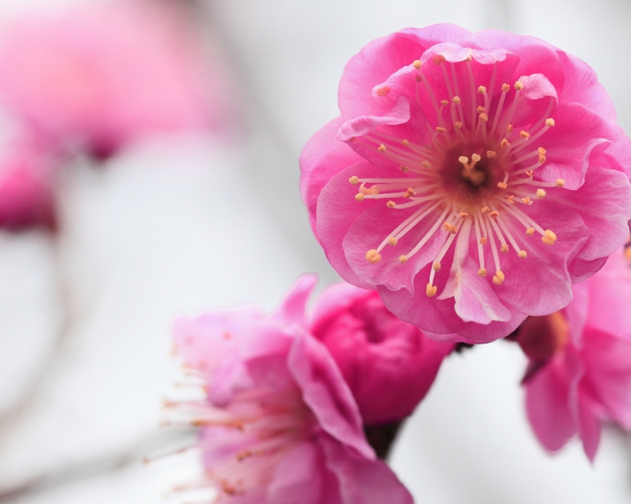 Розовый нежный цветок крупным планом