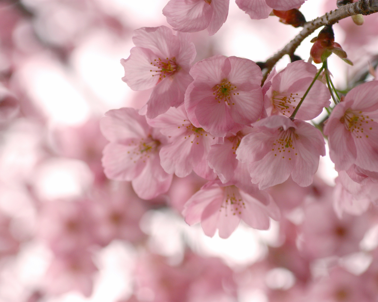 Розовые нежные цветы на ветке весной 