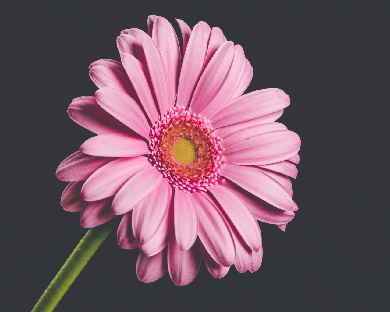 Розовый нежный цветок герберы на сером фоне