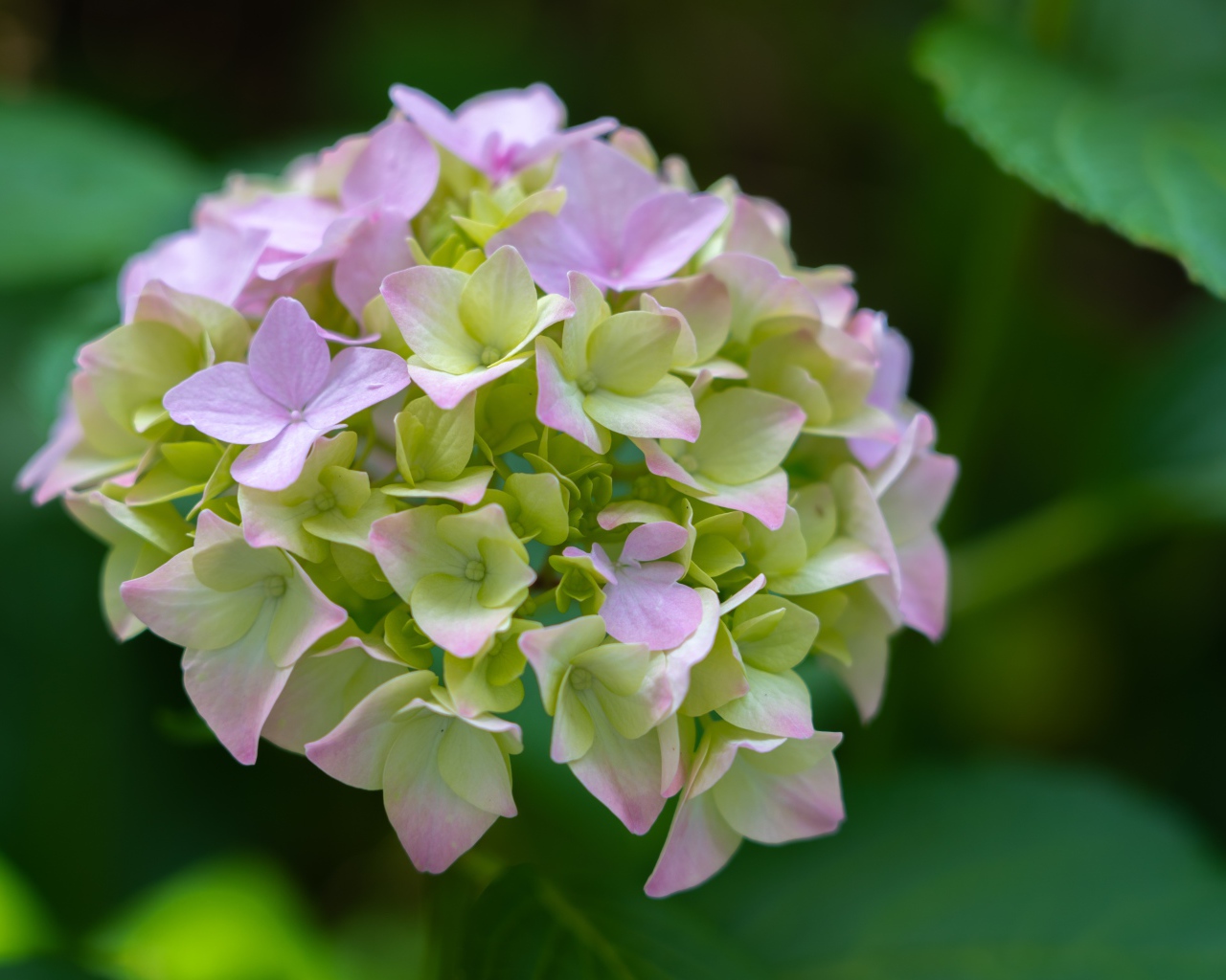 Розовые нежные цветы гортензии в зеленых листьях 