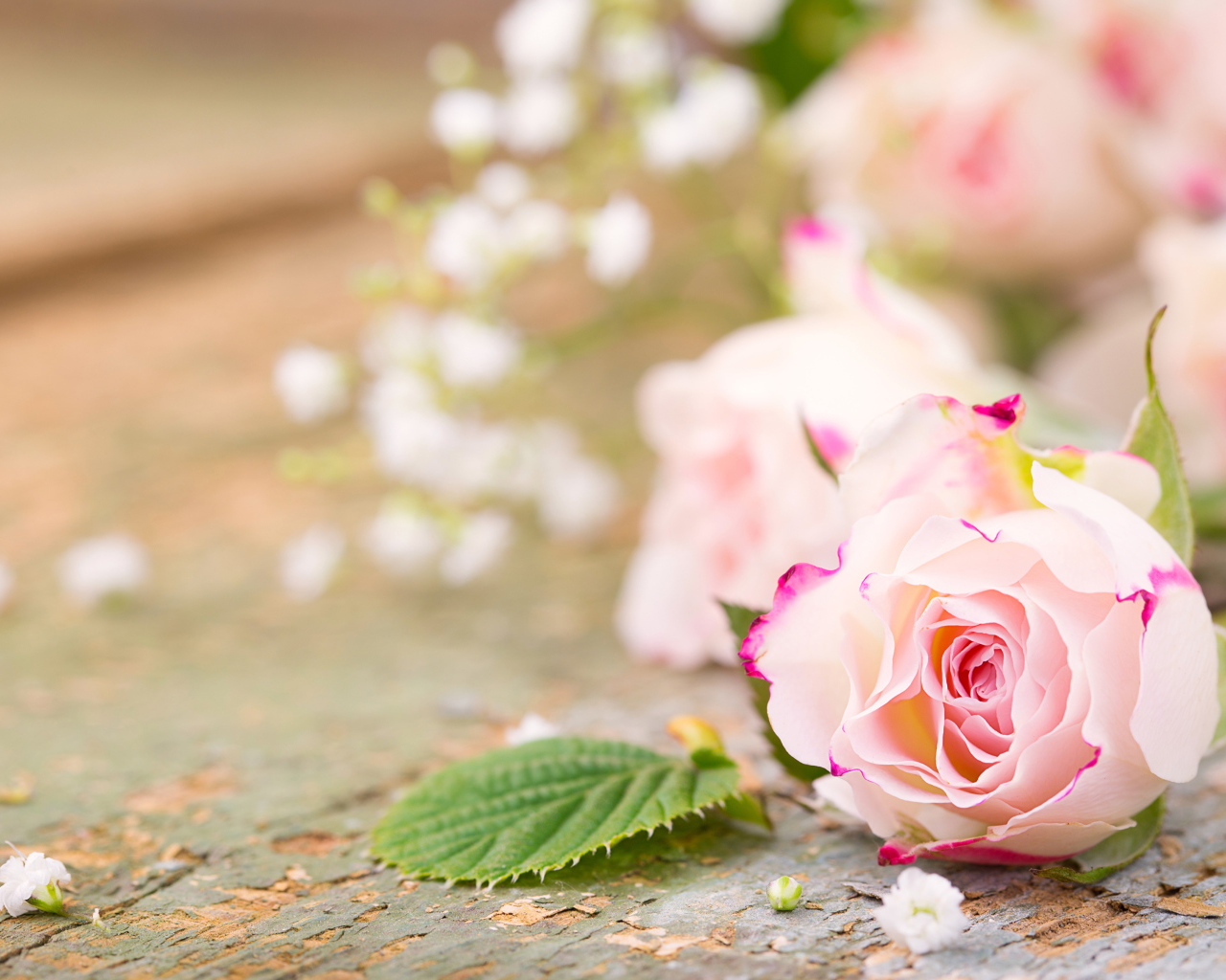 Розовый цветок нежной розы на столе 