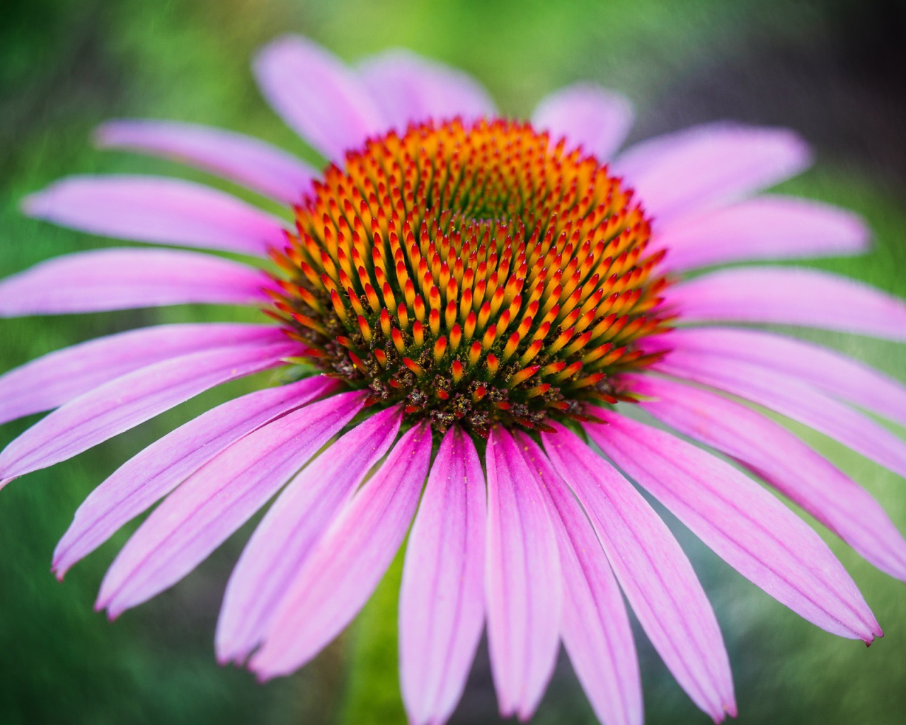 Розовый цветок эхинацеи с оранжевой серединкой