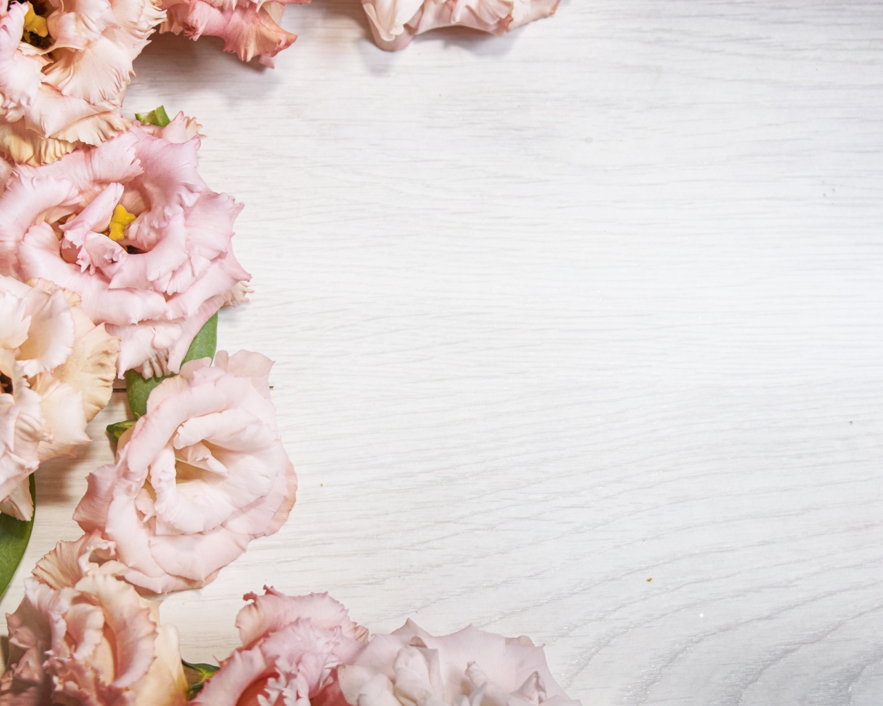 Розовые цветы эустомы на шаблоне для открытки 