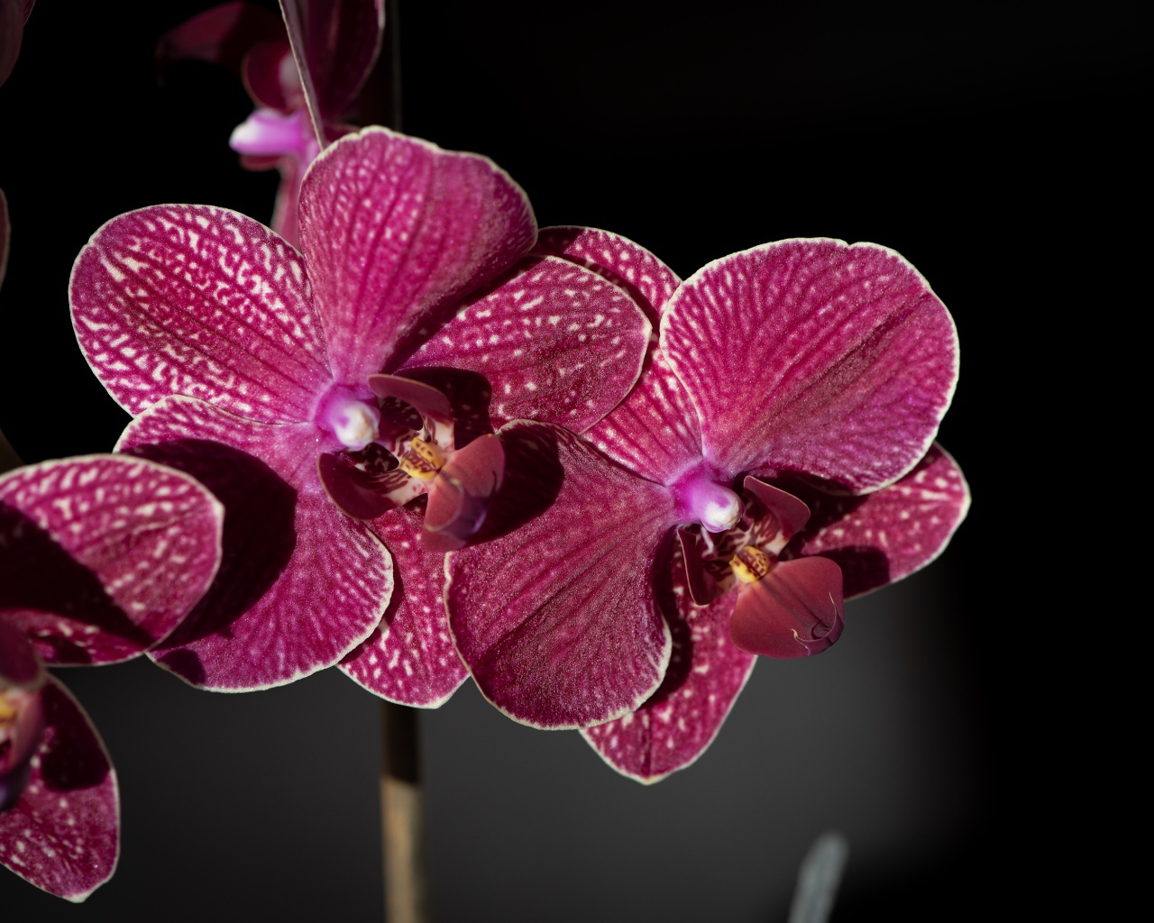 Розовые экзотические орхидеи крупным планом