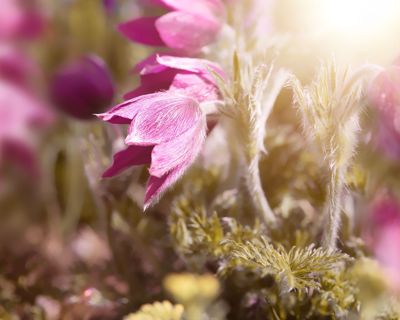 Розовые цветы прострел в поле в лучах солнца