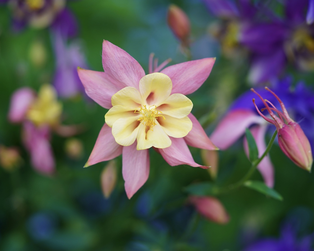 Розовые цветы водосбор крупным планом