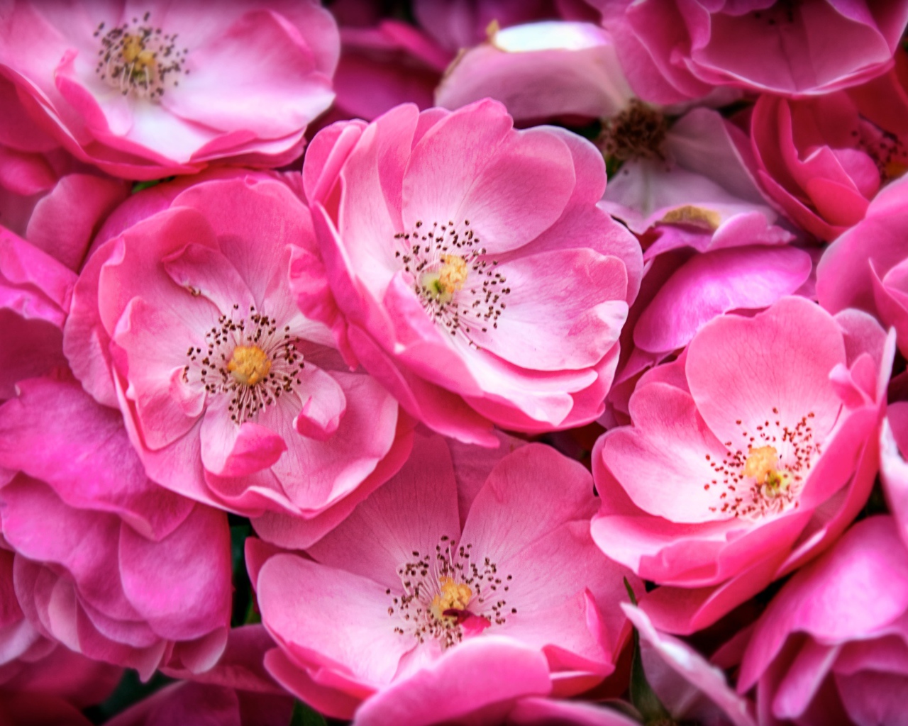 Розовые цветы парковой розы крупным планом