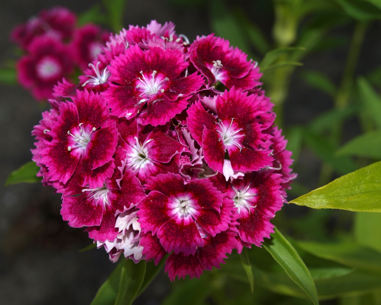 Розовые цветы садовой гвоздики на клумбе 