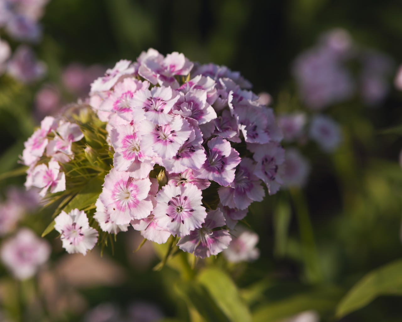 Розовые цветы розовой гвоздики в лучах солнца 