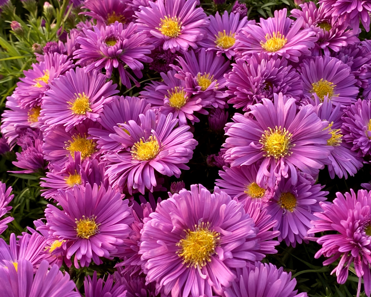 Розовые цветы сентябринки крупным планом