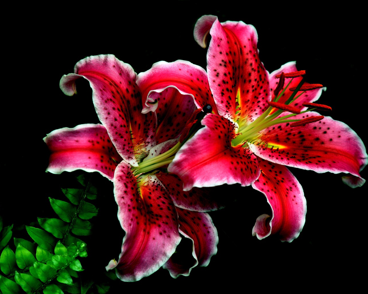 Розовые цветы тигровой лилии крупным планом на черном фоне