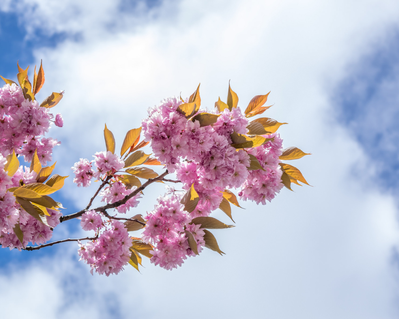 Розовые цветы на ветке на фоне неба с белыми облаками