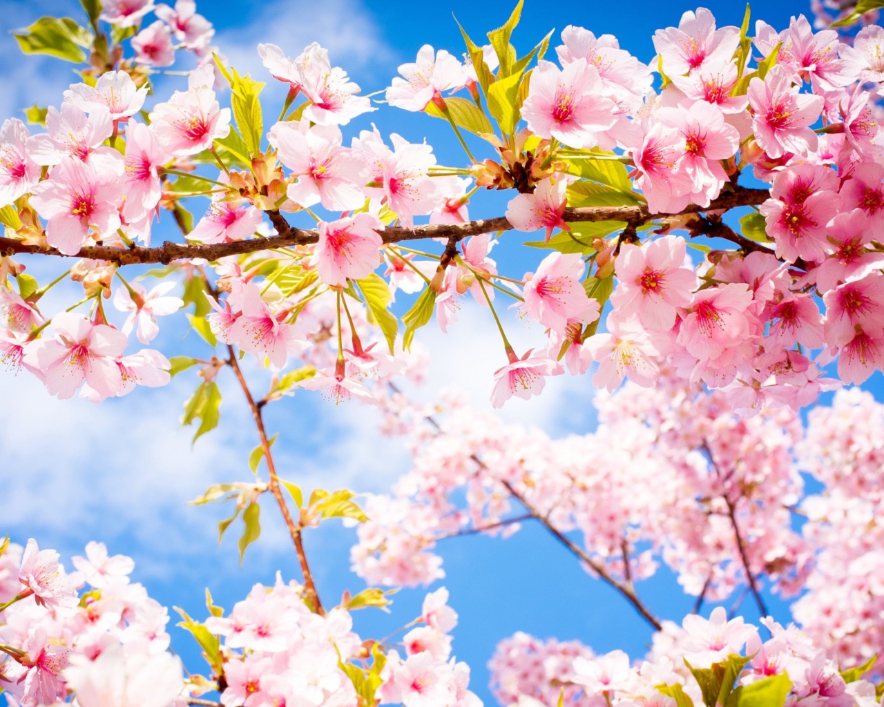 Розовые цветы на ветке с зелеными листьями в лучах солнца