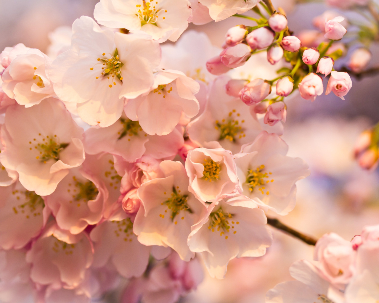 Розовые цветы на весеннем дереве 