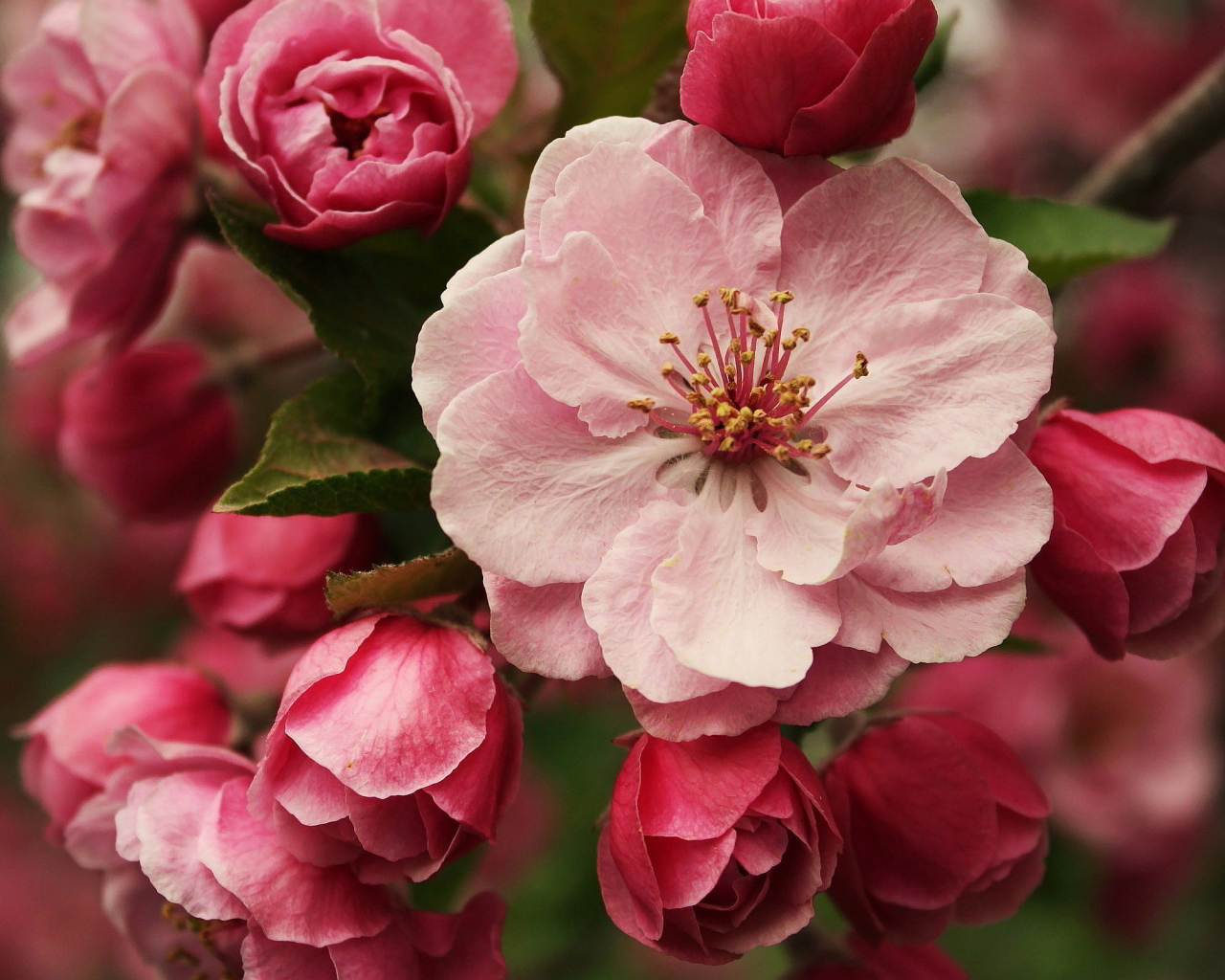 Розовые цветы на ветке дерева крупным планом