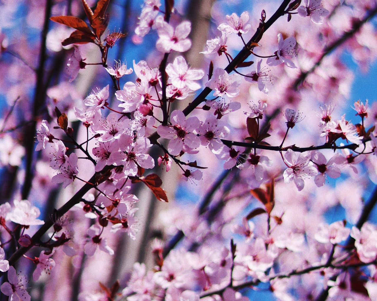 Розовые цветы на дереве весной 