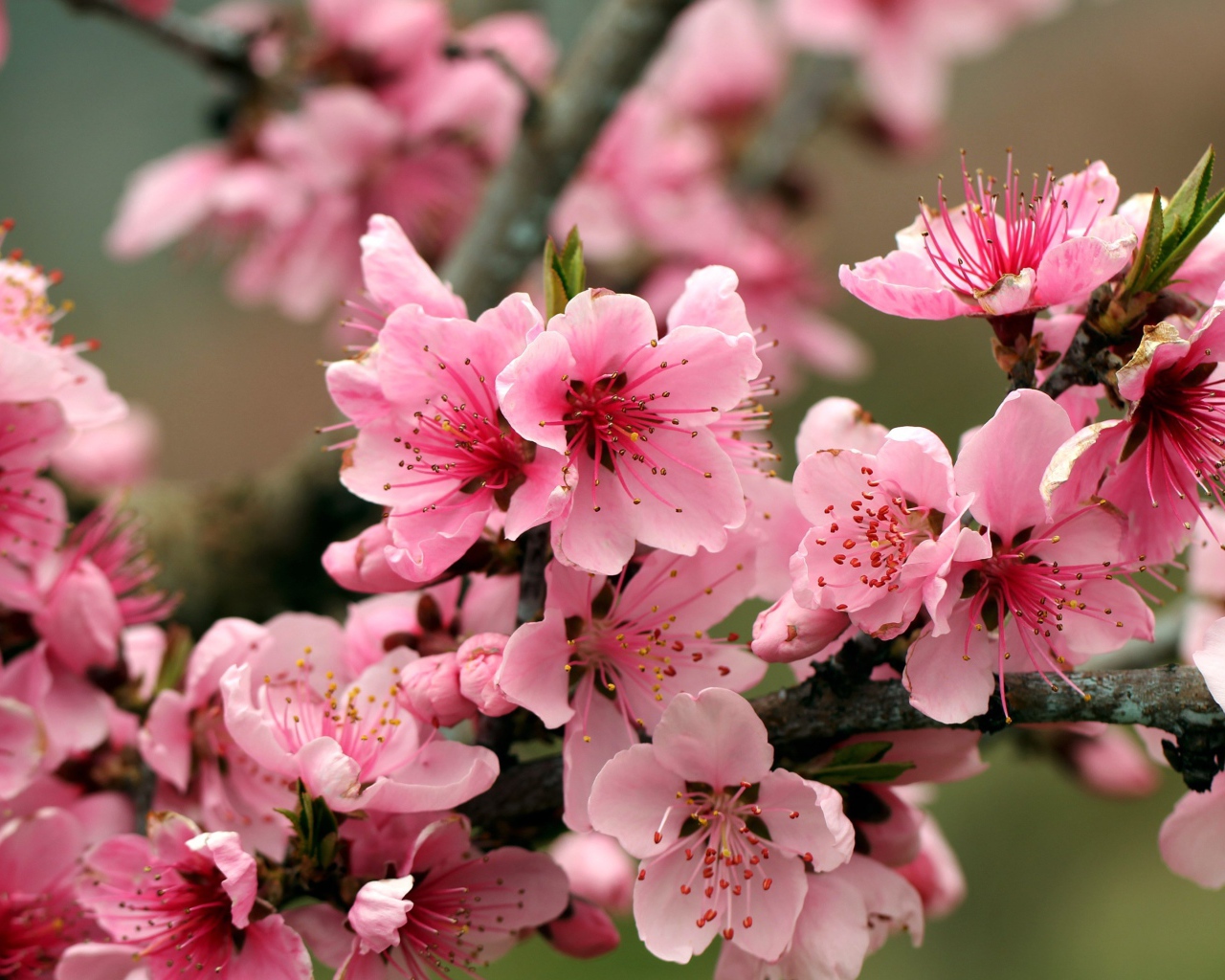 Розовые цветы на ветках дерева 