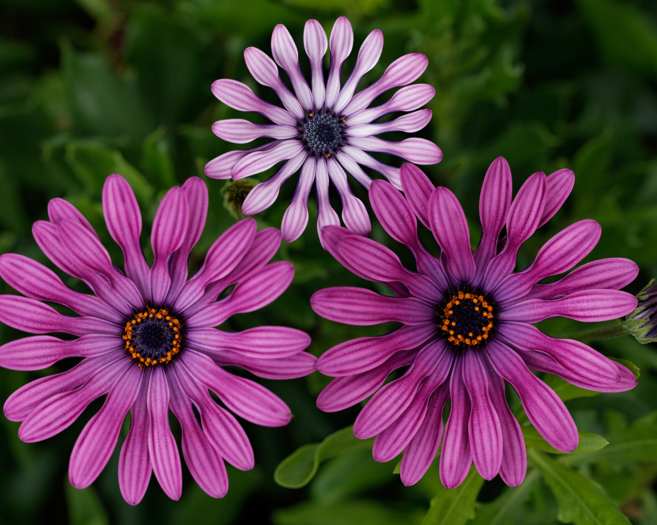 Розовые цветы остеоспермум крупным планом 