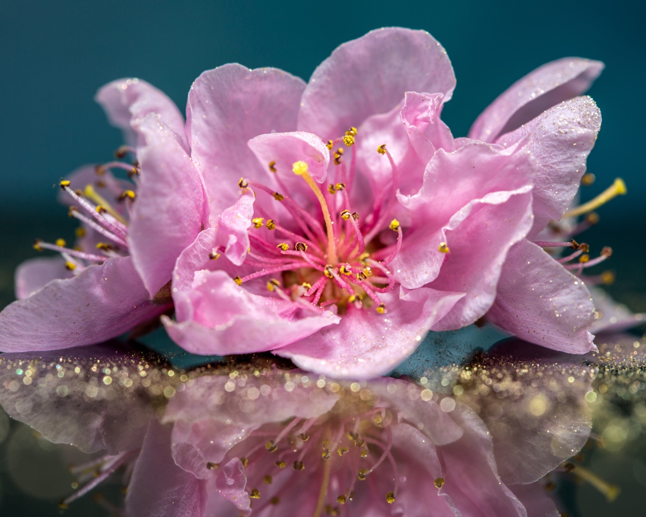 Розовые цветы отражаются в поверхности