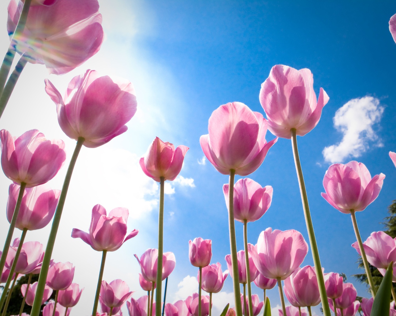 Розовые цветы тюльпаны на фоне голубого неба 