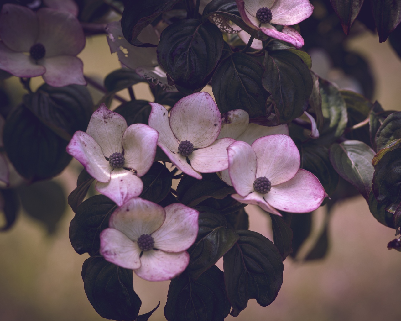 Розовые цветы с зелеными листьями на дереве 