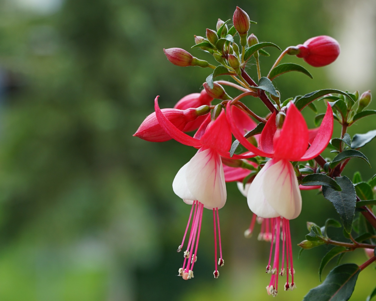Розовые цветы фуксии с бутонами на ветке 