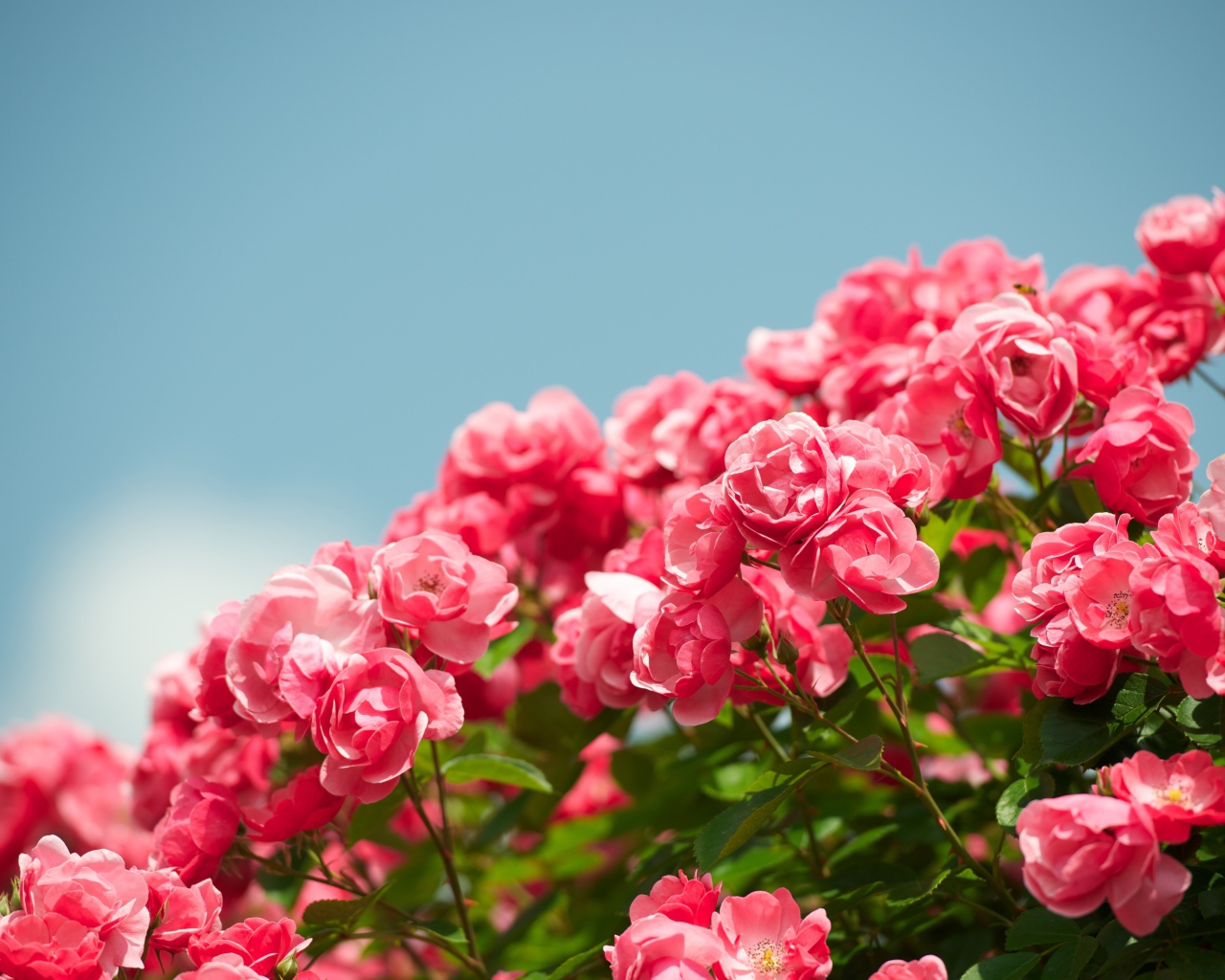 Розовые садовые цветы розы на фоне голубого неба 