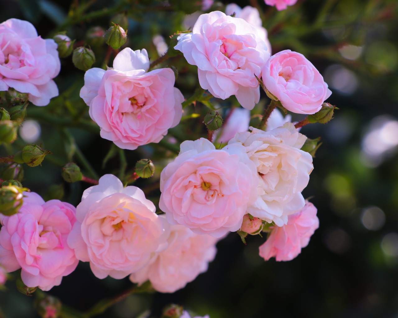 Розовые цветы садовой розы на клумбе 