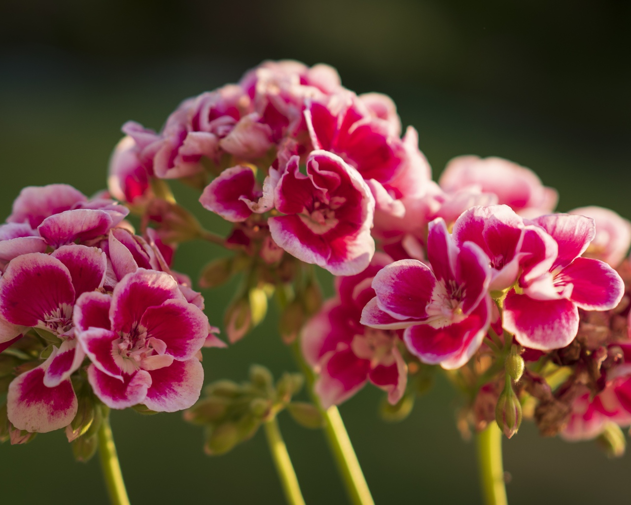 Розовые цветы герани в лучах солнца крупным планом