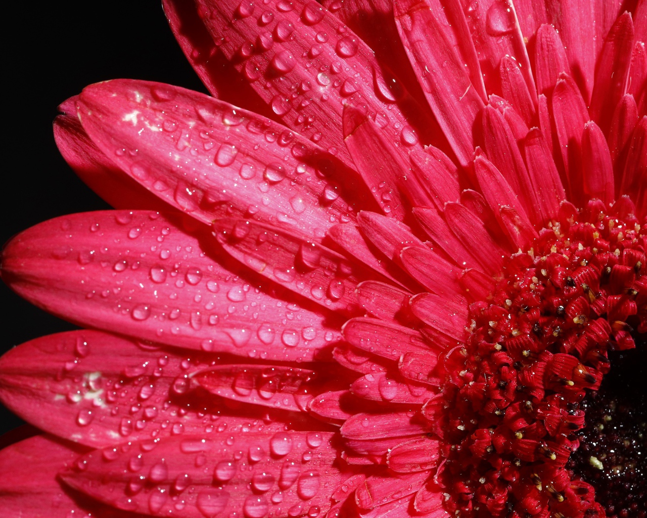 Розовый цветок герберы в каплях росы на черном фоне