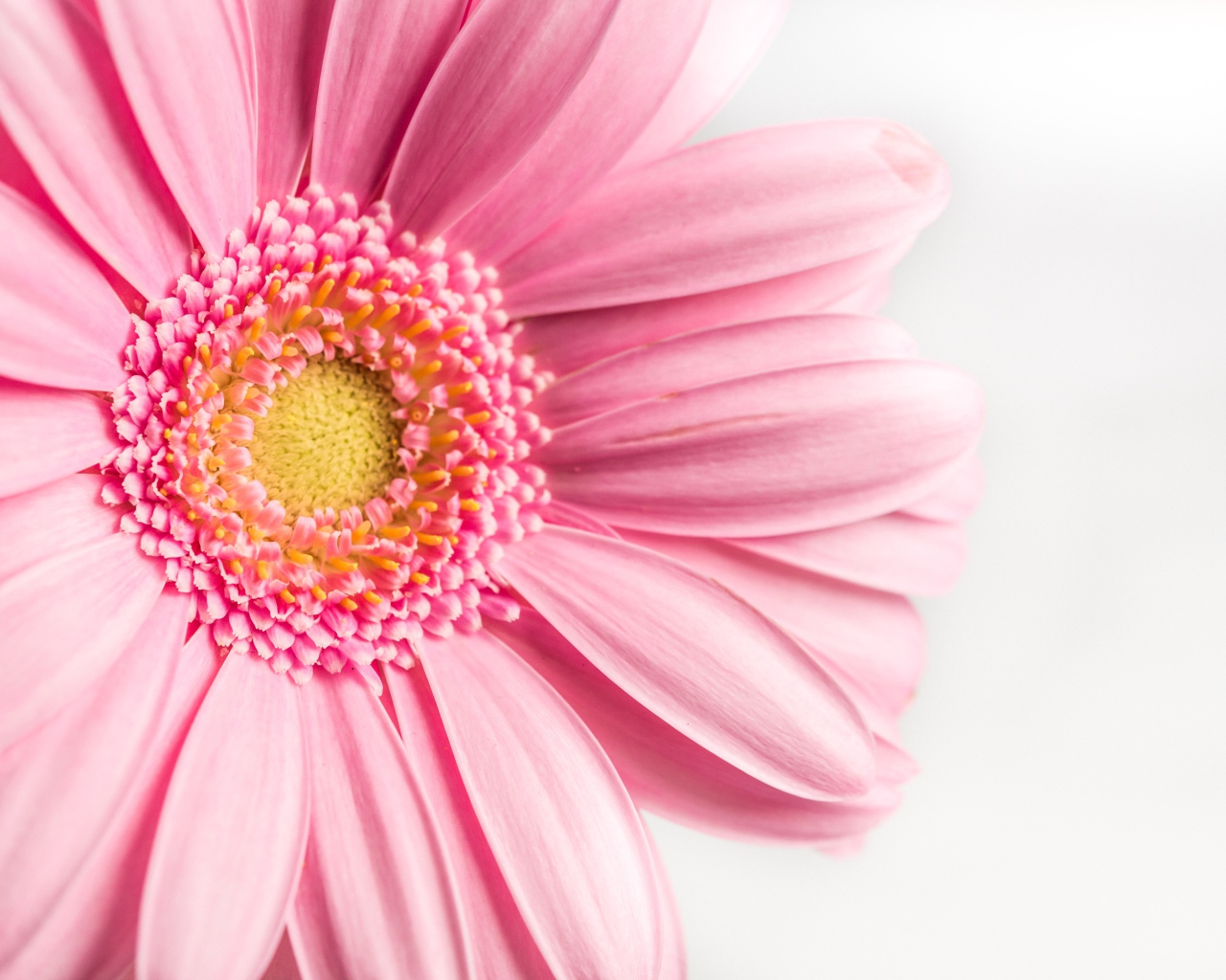 Розовый цветок герберы на белом фоне крупным планом