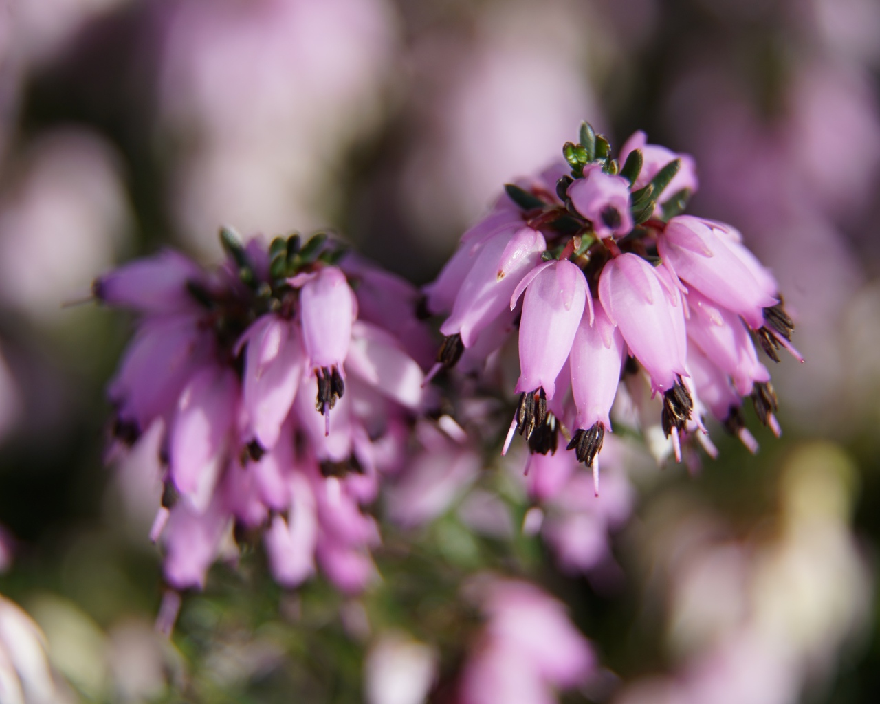 Розовые цветы вереск крупным планом