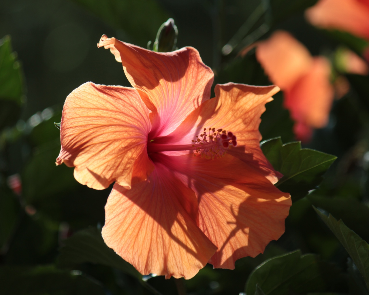 Розовый цветок гибискуса в лучах солнца на клумбе 