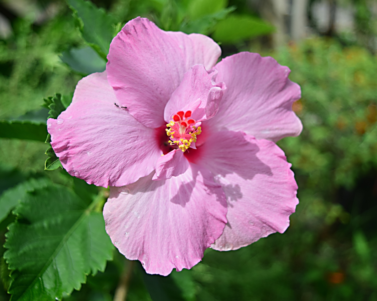 Розовый цветок гибискуса на клумбе крупным планом