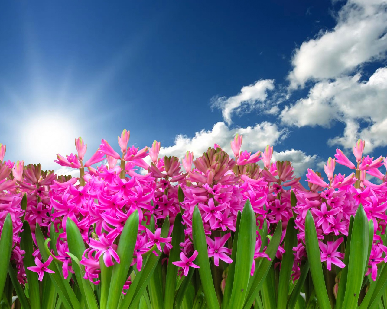 Розовые цветы гиацинта в лучах солнца в голубом небе 