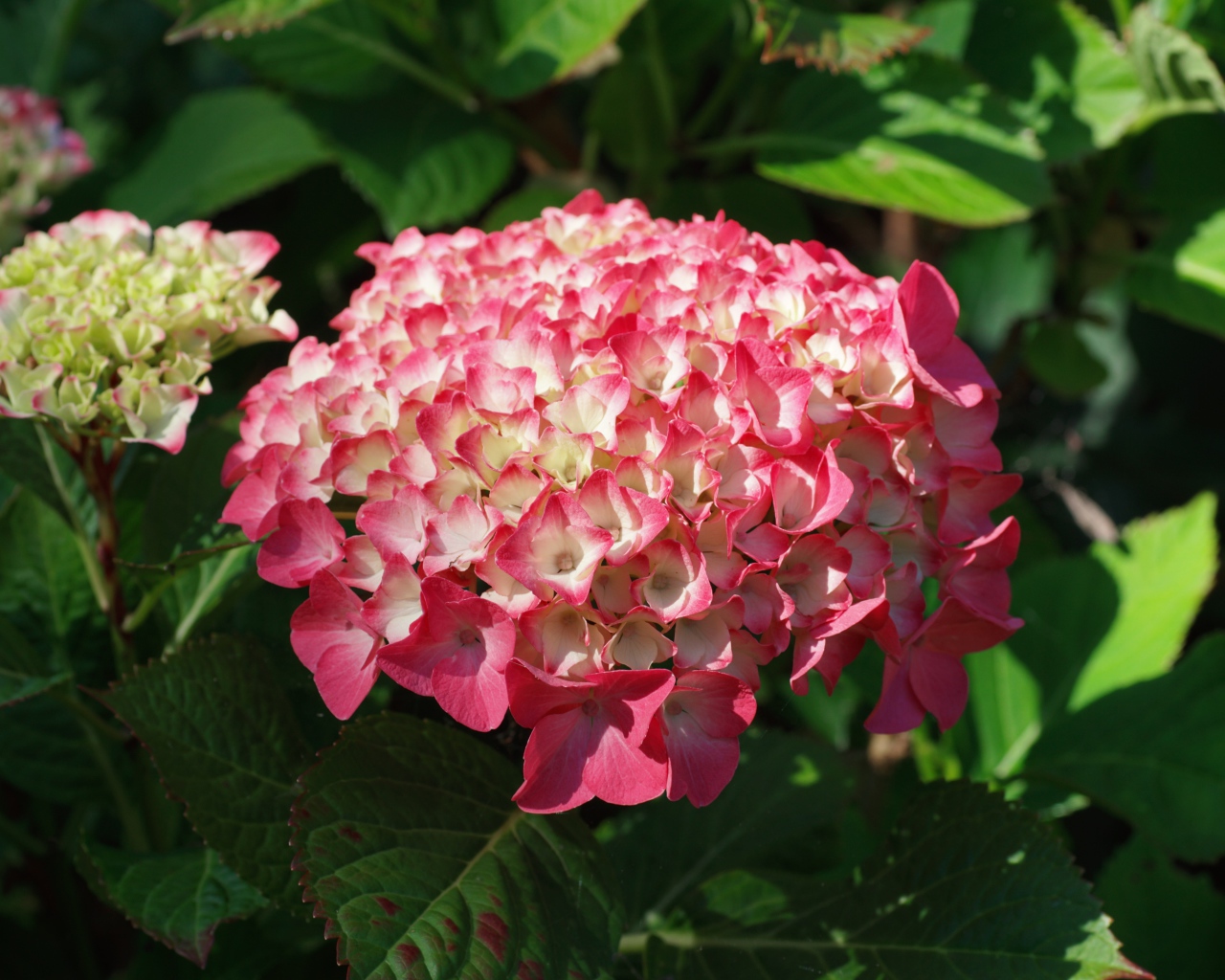 Розовая гортензия на клумбе в лучах солнца