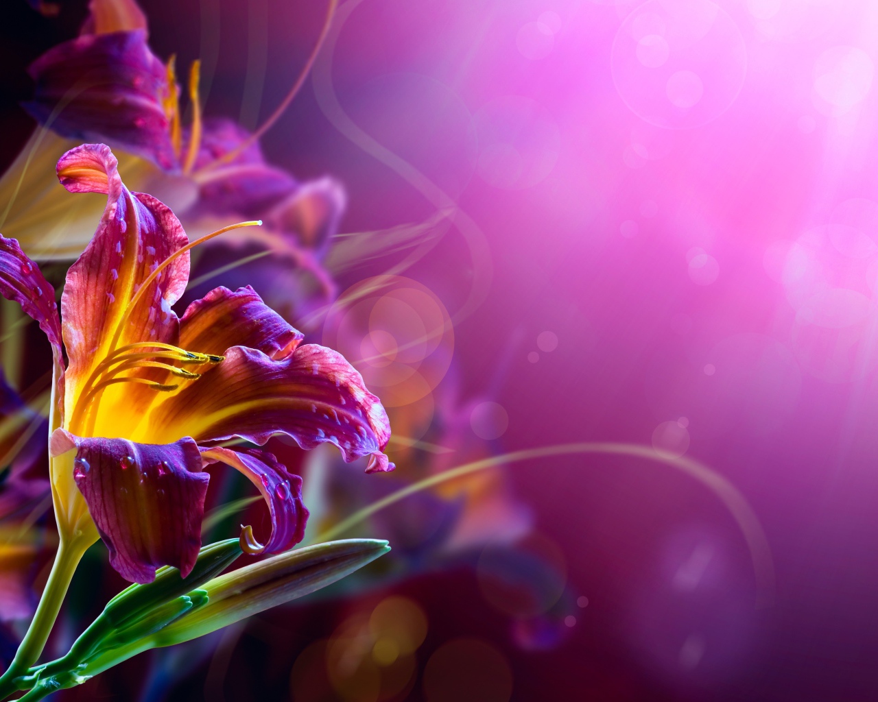 Розовые лилии на размытом фоне 